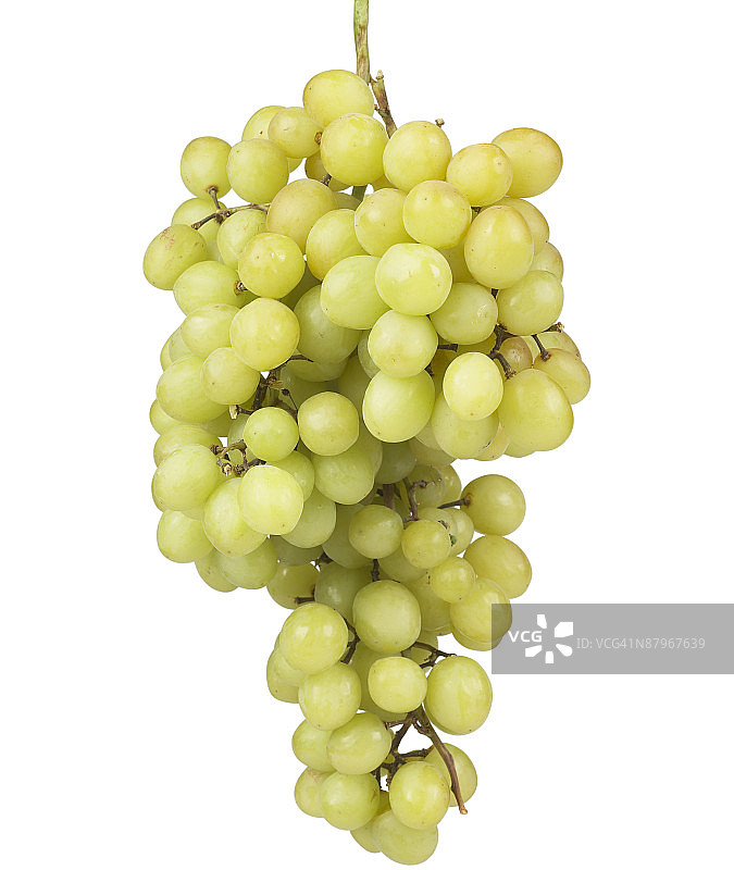 葡萄藤上的葡萄图片素材