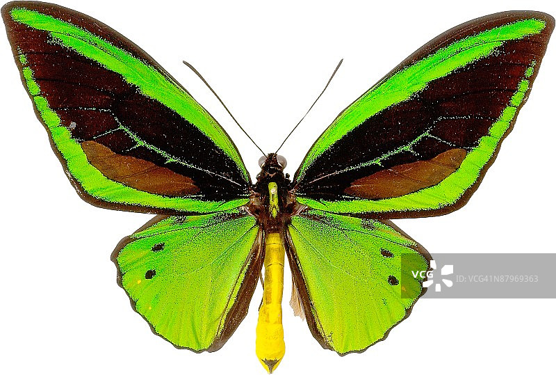 23533010图片素材