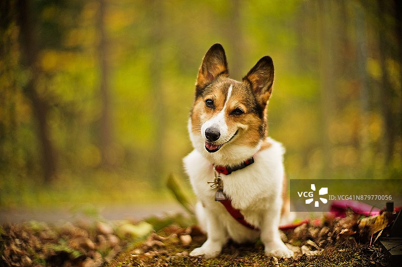 坐在北方森林里的威尔士柯基犬图片素材