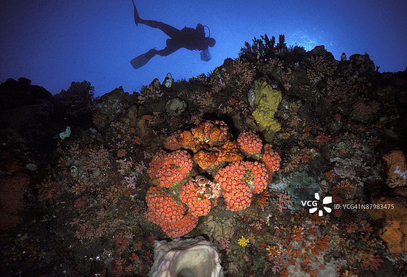 带有珊瑚礁的水肺潜水员图片素材