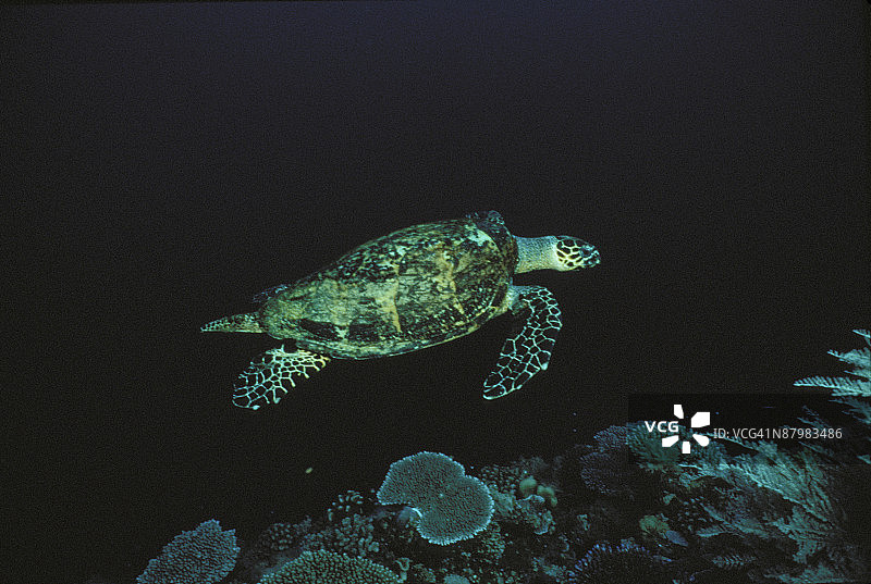 游泳的绿海龟图片素材