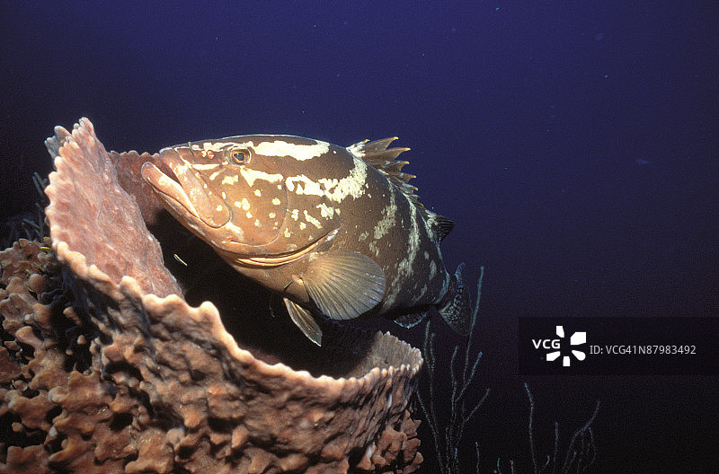 桶状海绵上的拿骚石斑鱼图片素材