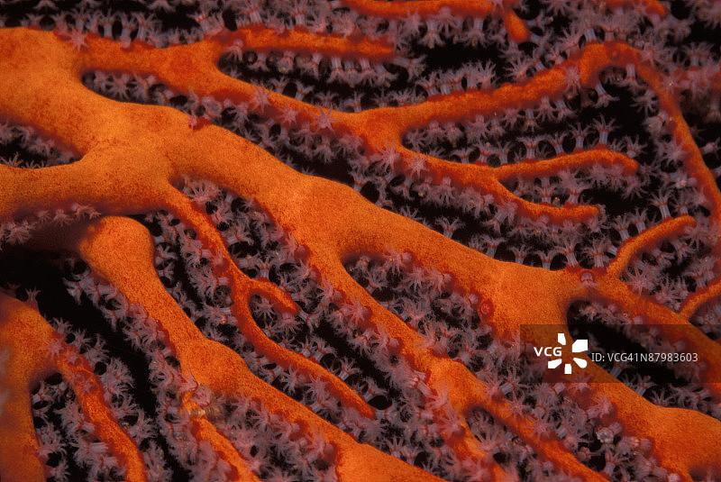 印度尼西亚苏拉威西岛马纳多海扇珊瑚图片素材