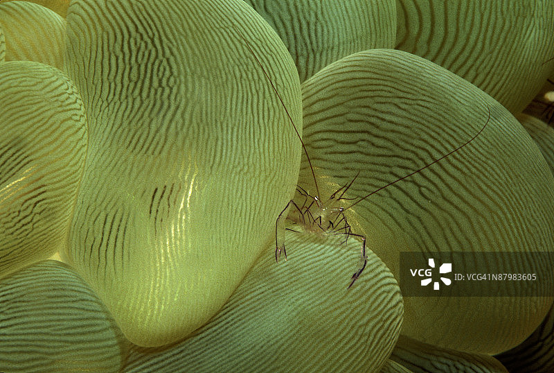 气泡珊瑚中的清洁虾图片素材