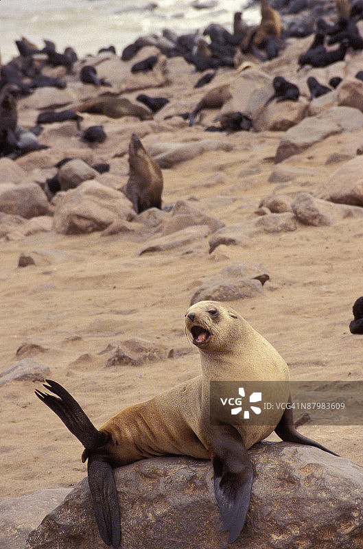 海角毛皮海豹，纳米比亚海角十字图片素材