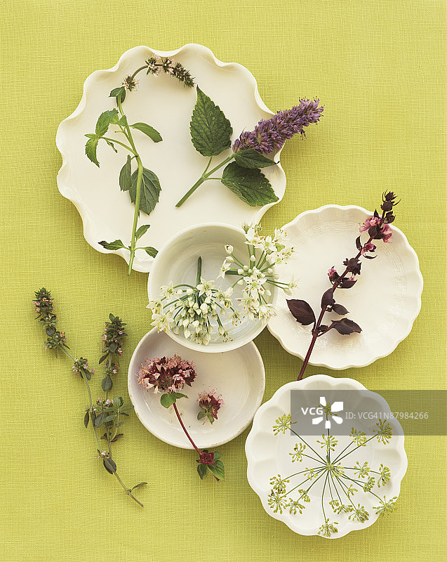 各种草药图片素材