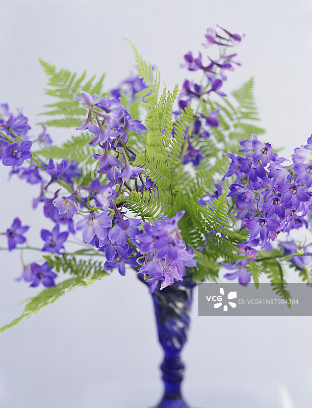 贝拉多娜飞燕草图片素材