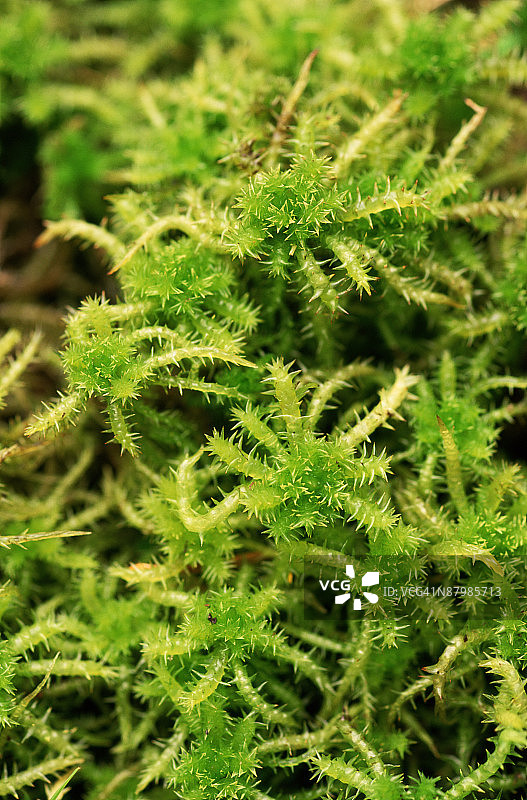 苔藓图案图片素材