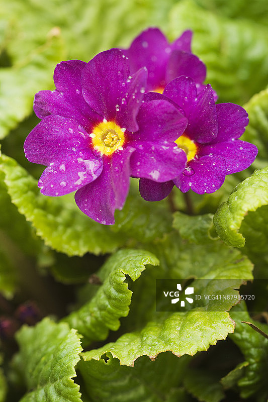 报春花图片素材
