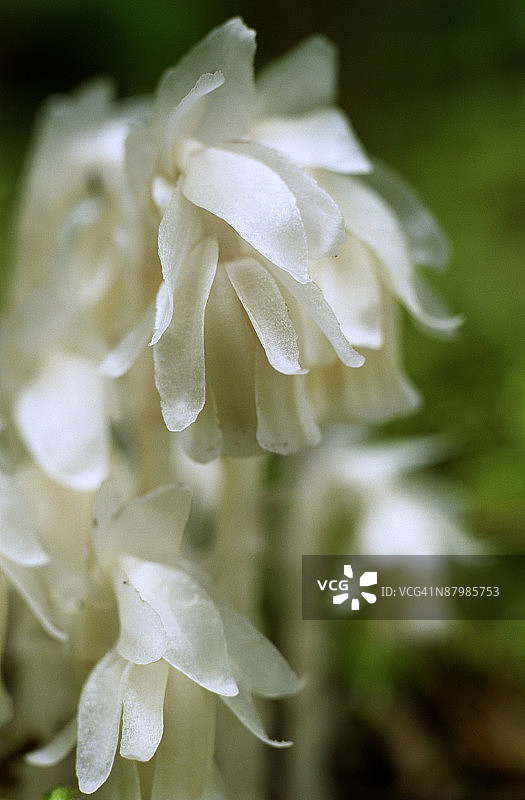 印度烟斗花图片素材