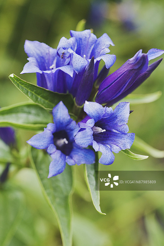 柳叶龙胆花图片素材