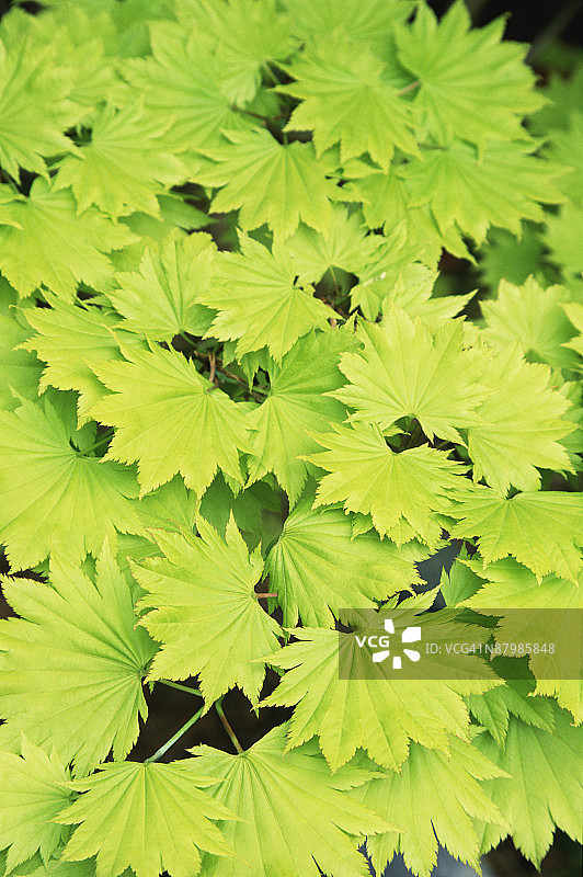 金色满月枫叶图片素材