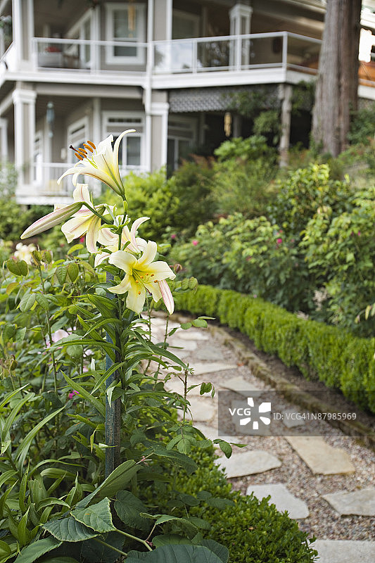 奶油黄色百合花小路图片素材