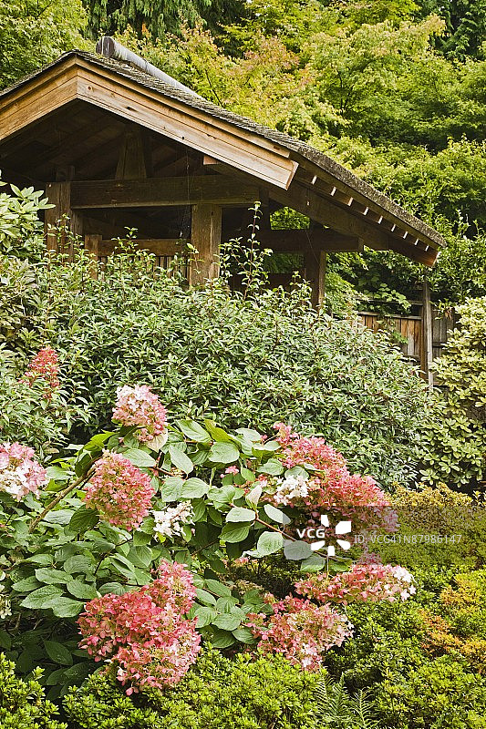 日本姚氏花园红宝石绣球花和杜鹃花图片素材