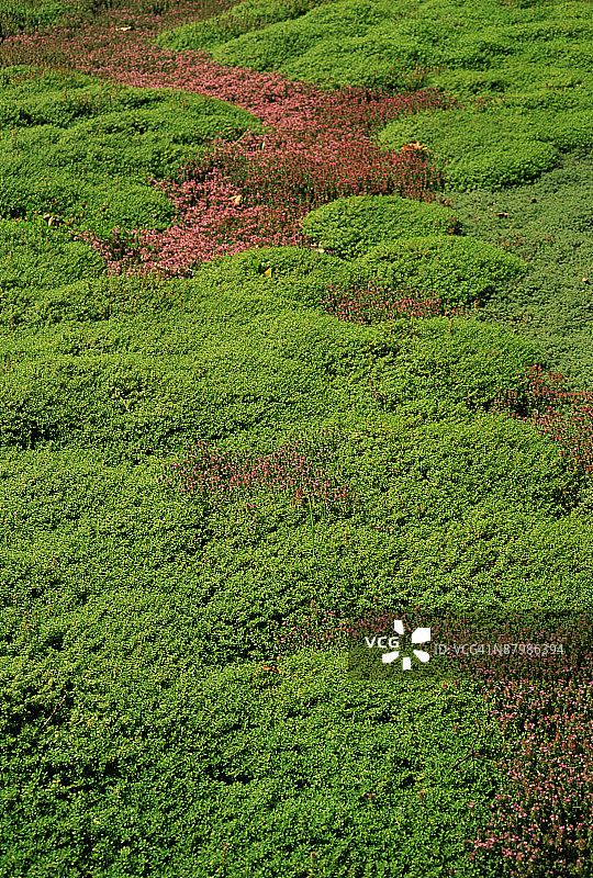 百里香草坪图片素材