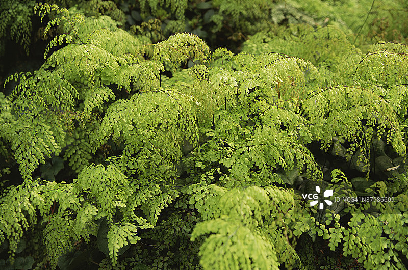 茂盛的铁线蕨图片素材