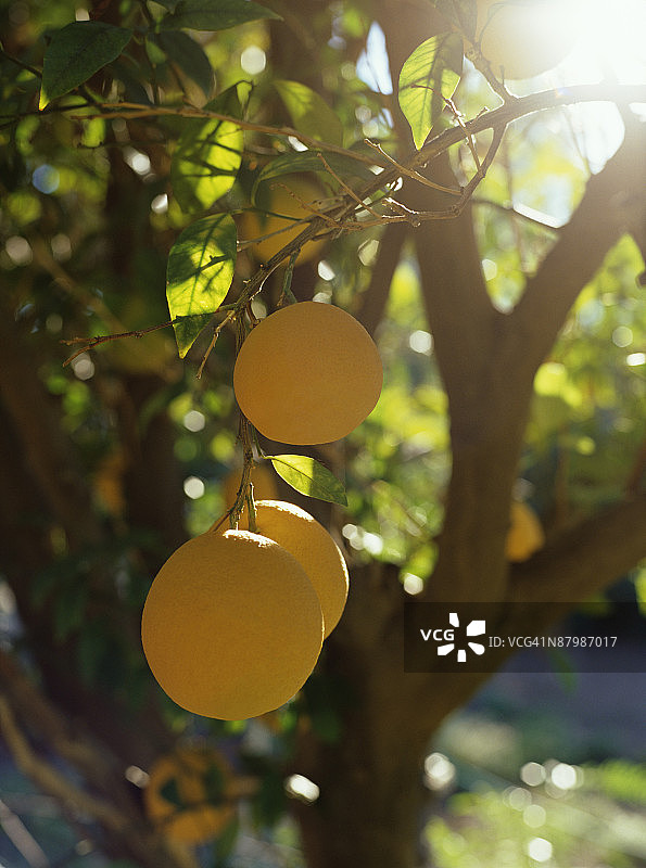 树上的橙子图片素材