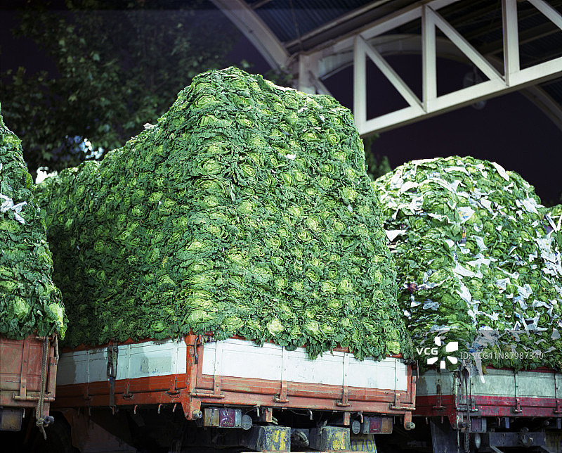 满载新鲜卷心菜的卡车图片素材