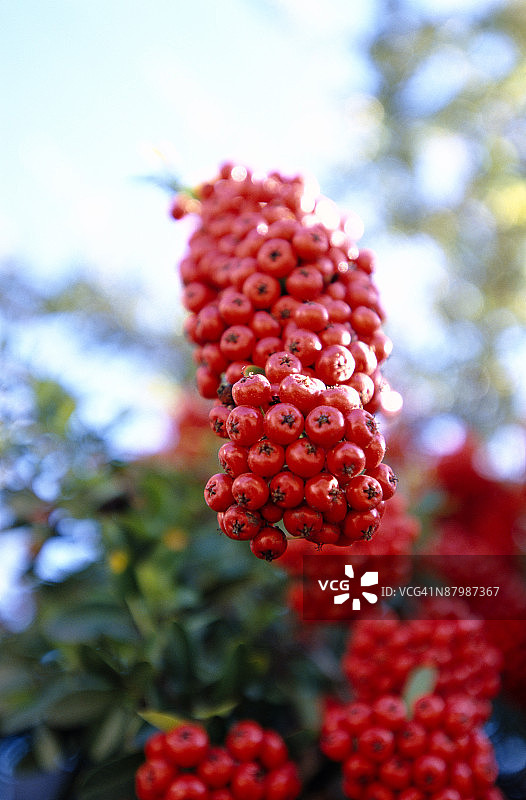 火棘浆果图片素材
