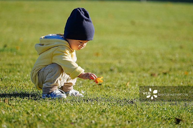 捡起黄叶的男婴图片素材