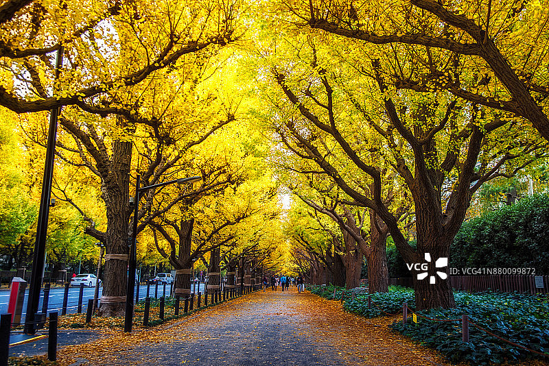 明治神宫外苑公园的银杏树黄叶背景图片素材
