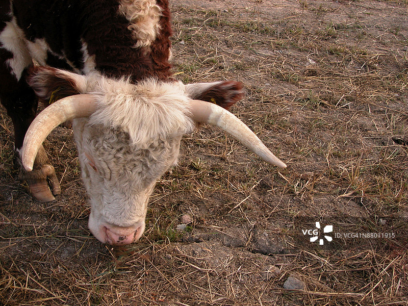 24102381图片素材