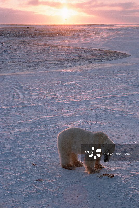 黄昏时在北极冻土上的北极熊图片素材