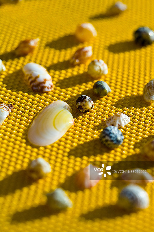 黄色垫子上的贝壳图片素材