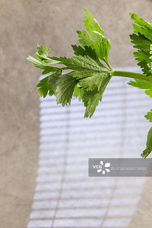 芹菜叶图片素材