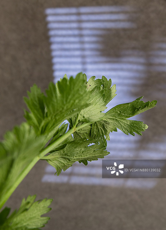 芹菜叶图片素材