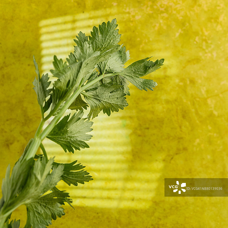 芹菜叶图片素材