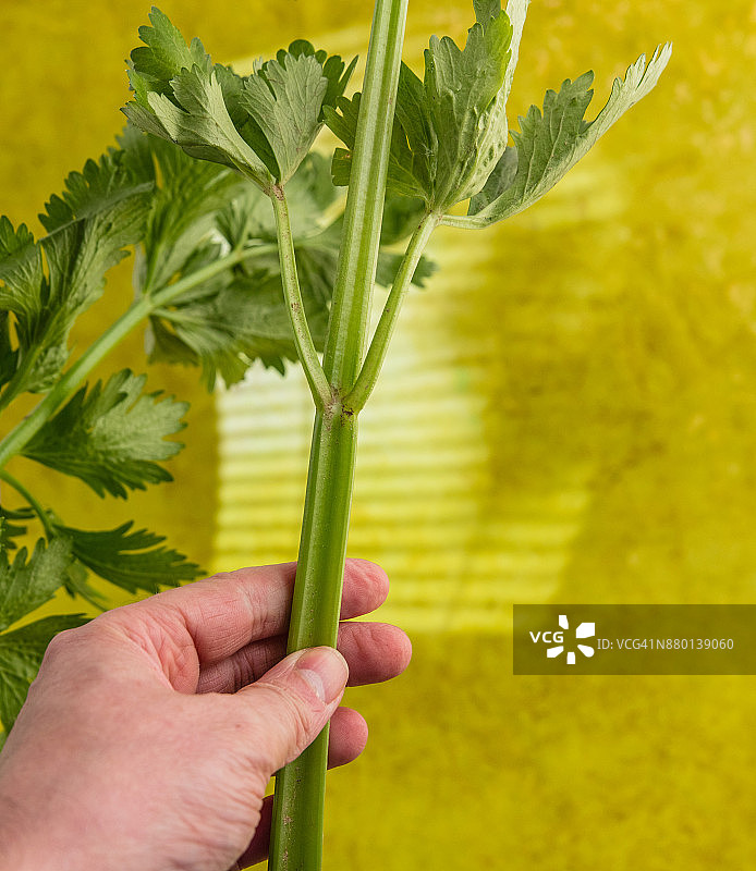 芹菜图片素材