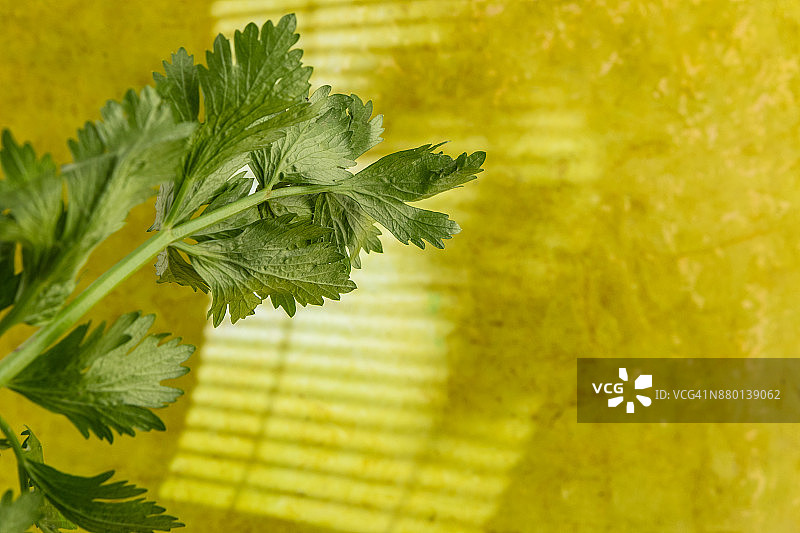 芹菜叶图片素材