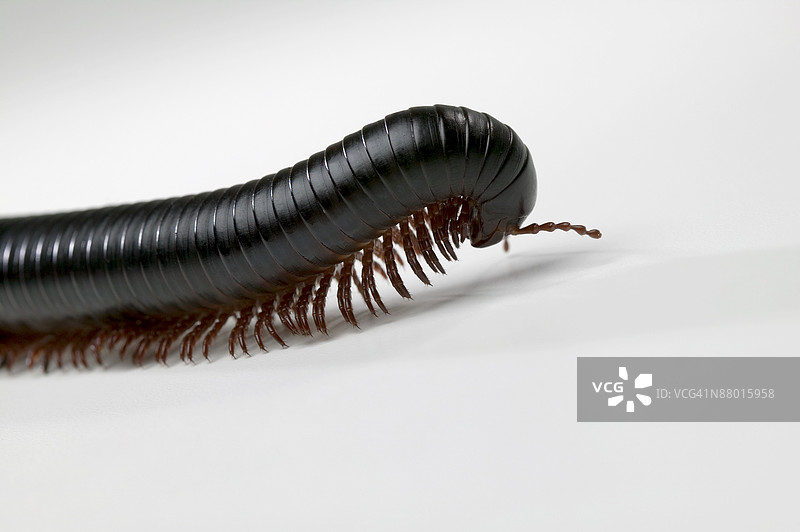 千足虫图片素材