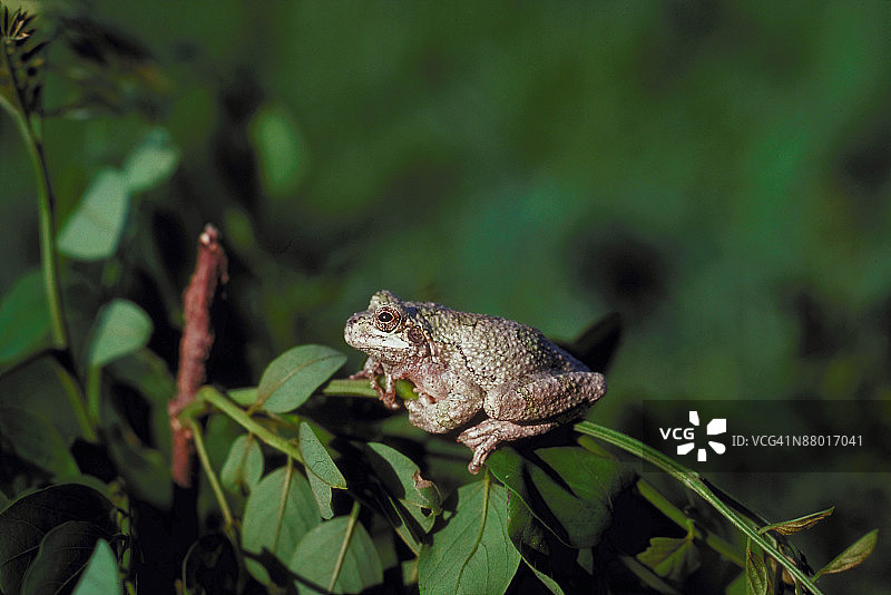 灰色树蛙图片素材