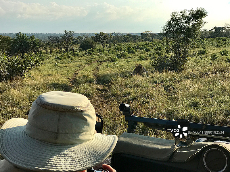 非洲田野里的狮子4图片素材