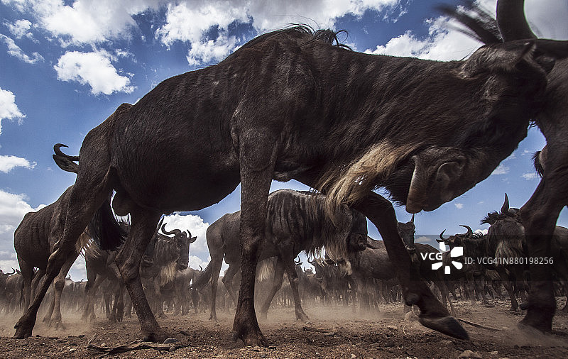 迁徙中的东部白须角马群图片素材
