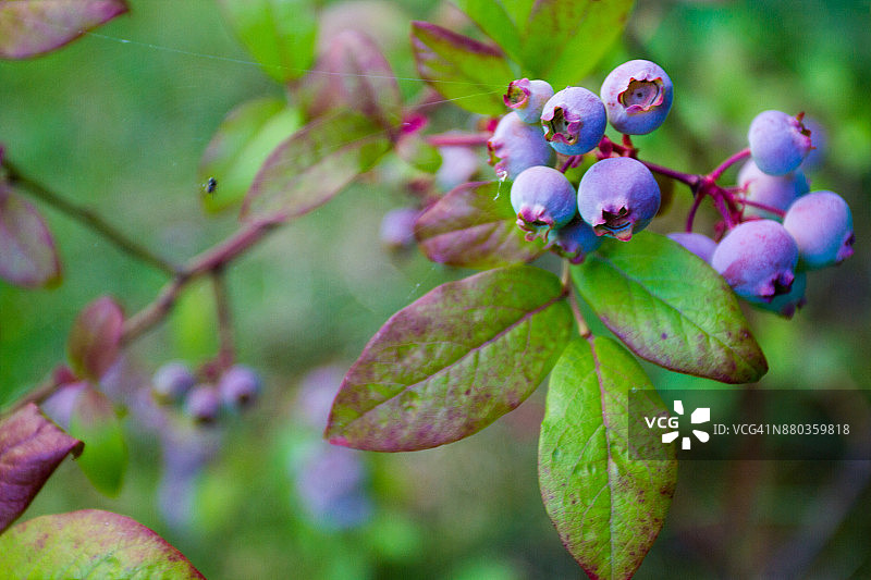 森林中的野生浆果植物图片素材