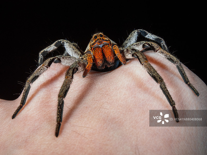 手上的红色毒牙狼蛛图片素材