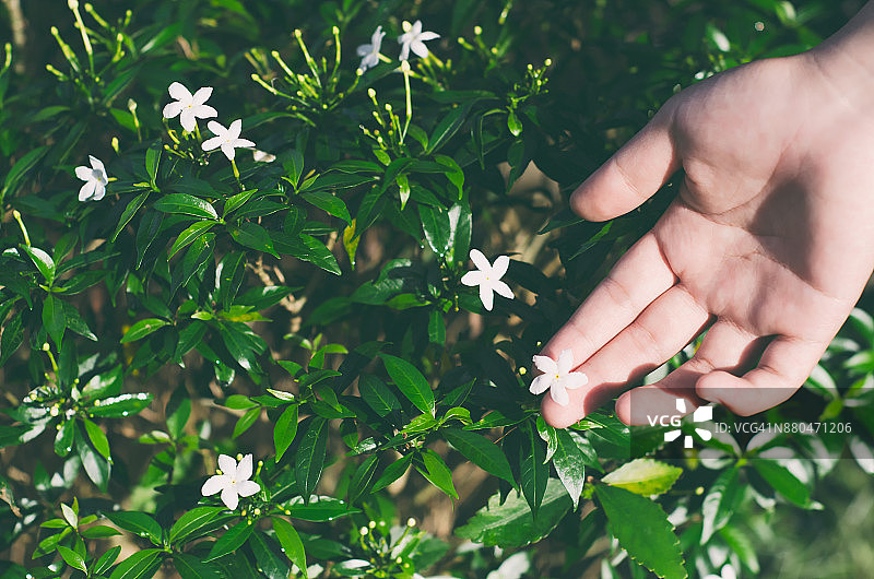 手触摸小白花图片素材