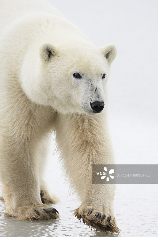北极熊图片素材