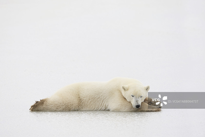 北极熊图片素材