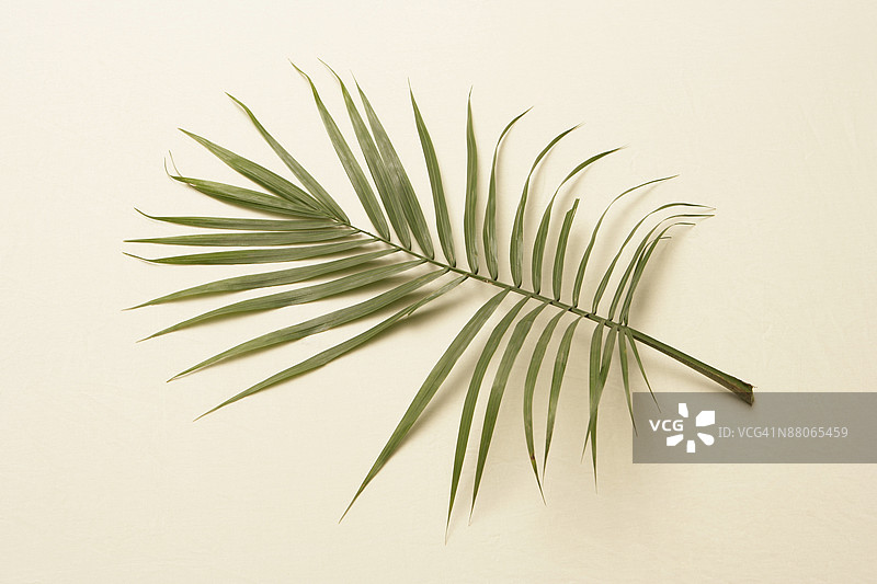 棕榈枝图片素材