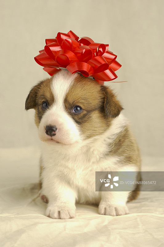 穿着红色蝴蝶结的小狗图片素材