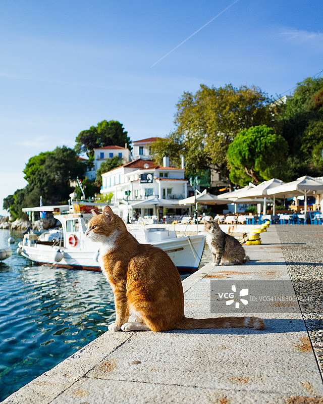 码头上的两只猫图片素材