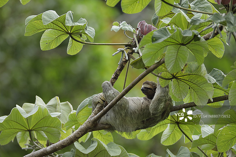 三趾树懒图片素材