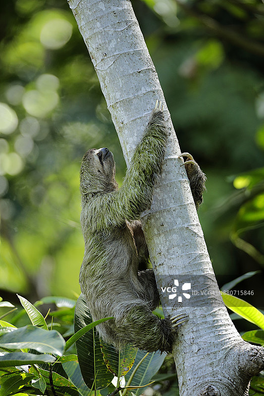 三趾树懒图片素材