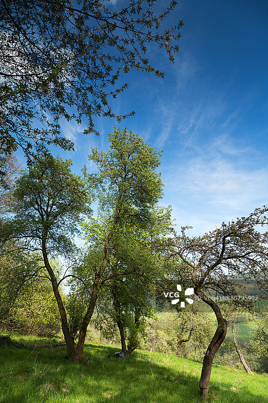 五月盛开的苹果园图片素材