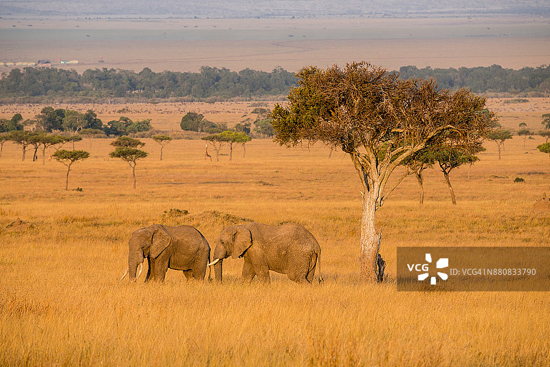 非洲象一家在草原上图片素材