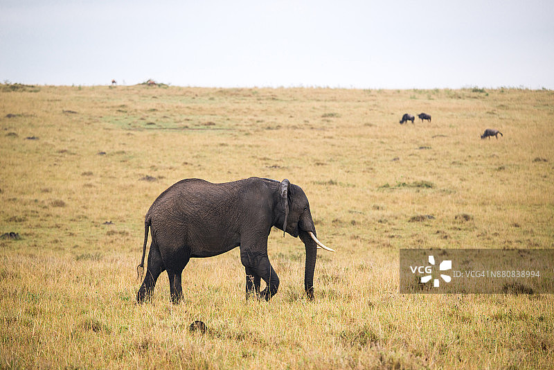 草原上的非洲象图片素材